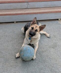 Jolly Pets Bounce-n-Play Dog Toy Ball, 8 Inches/Large, Blueberry, (Model: 2508 BB) Large (8 in) 41 61NedkFuBtL