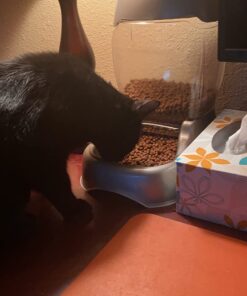 Petmate Pet Cafe Feeder Dog and Cat Feeder Pearlescent Colors 3 Sizes, Made in USA 6 lb. Pearl Tan 41 61NenayeuL