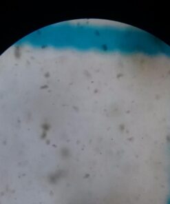 AmScope B120C-E1 40X-2500X LED Biological Binocular Compound Microscope with 3D Double Layer Mechanical Stage + 1.0 MP USB Digital Camera Imager 1.0 MP Camera 36 61NkO1Tx95L