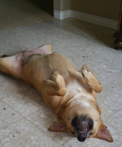 Prestige Super-Beast Dog Tie-Out, 30-Feet 9 61Nsrek0OpL