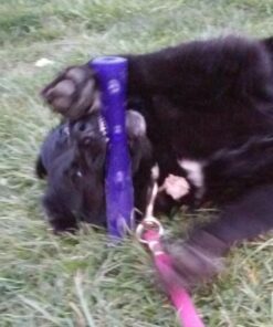 KONG - Squeezz Stick - Strong Squeaky Dog Toy, Squeaks even if punctured - For Large Dogs (Assorted Colors) 34 61Nuu1PzoHL