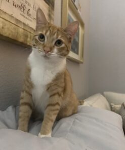 Wellness Kittles Crunchy Natural Grain Free Cat Treats, Salmon & Cranberry, 2-Ounce Bag 2 Ounce (Pack of 1) 40 61Nv7ISk5FL 1