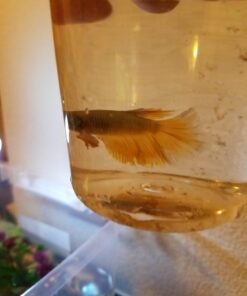 SunGrow Betta Leaves, 8”, 10 Pcs Beneficial Large Catappa Indian Almond Leaves for Overall Development in Fish Tank Aquarium, Water Conditioner Leaves Lower pH Large (8", 10 pack) 38 61Nvy9ex3ZL