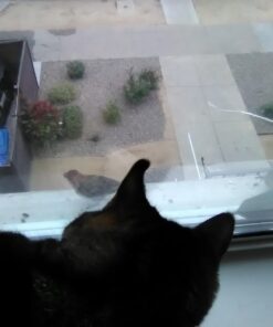 Lyric Supreme Wild Bird Seed - Wild Bird Food Mix with Nuts & Sunflower Seeds - Attracts Many Beautiful Songbirds - 4.5 lb bag 30 61NwG7VaBXL 2