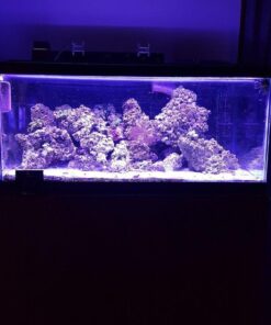 Current USA 36-48" Inch Orbit Marine LED Saltwater Reef Marine Aquarium Light | 24 Hour IR Lighting & eFlux Wave Pump Control | Adjustable Color Spectrum for Fish Tank (4102) Black 36 to 48-Inch 38 61Nz1WFfkiL 3