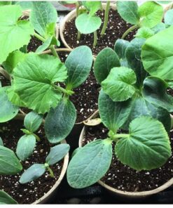 TeaDrops Organic All Purpose Plant Fertilizer – 16 Liquid Indoor House Plant Food Packets – Make up to 32 Gallons (Easy use in Watering Can & Containers, Ecofriendly) All Purpose Fertilizer 42 61O4pvGS8ML 1