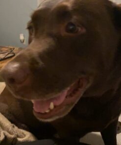 UPGRADED Q6 Rechargeable Bark Collar - Smart Barking Detection Module w/Triple Stop Anti-False Modes: Beep/Vibration/Shock for Small, Medium, Large Dogs & Breeds - IPx7 Waterproof (15-120 LBS) 54 61O51gwjSfL