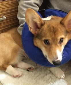 KONG - Cloud Collar - Plush, Inflatable E-Collar - For Injuries, Rashes and Post Surgery Recovery - For Medium Dogs/Cats Standard Packaging 24 61O8dubHsML