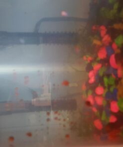 Ramshorn Snails, Algae Eater, Live Snails for Freshwater Aquariums - 1/8 to 1/2 inch (10 Snails) 10 Snails 19 61O8jJg028L