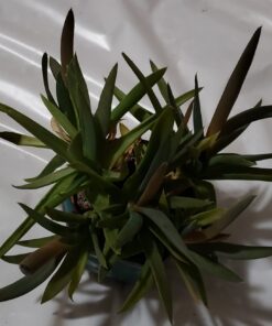 Espoma Organic Cactus Potting Soil Mix, Natural & Organic Soil for Cactus, Succulent, Palm, and Citrus grown in containers both indoors and outdoors, 4 qt, Pack of 1 4 Quart 43 61ODeWua9L