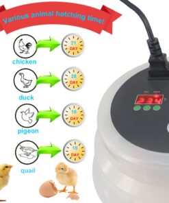 iTavah Egg Incubator, Chicken Incubators for Hatching Eggs with Automatic Egg Turning and Temperature Control, 9-12 Eggs Poultry Hatcher for Chicken Duck Bird 22 61OHKBctgvL