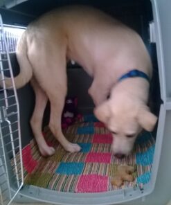 Petmate Sky Kennel, 36 Inch, IATA Compliant Dog Crate for Pets 50-70lbs, Made in USA Kennel Only 66 61OJHwHtkzL