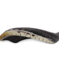 Kosher Shofar 9"-11" Half Polished Natural Israel New 9 61OMog RcqL