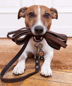 Small Dog Light - Dog Collar Light - Bubbas Leash Light - 2 Per Pack - Dog Walks & Backyard Monitoring. Attaches to Leash, Dog Collar, Harness. Small & Large Dogs. (Stealth Black) Bubba's Leash Light 29 61OS8cg UNL