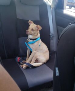 Vastar 2 Packs Adjustable Pet Dog Cat Car Seat Belt Safety Leash Vehicle Seatbelt Harness Black 33 61OTPeapeqL