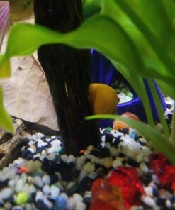 SunGrow Cholla Wood, 5” Climbing Logs, Chew Toy, Aquarium Fish, Snail & Shrimp Driftwood, Décor Adds Raw Beauty, 3 Pack (3 Pieces, 5 inches) 42 61OYQ6FC PL 3