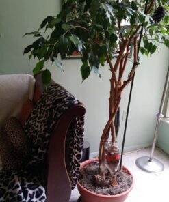 Modern Innovations Ceramic Terracotta Self Watering Spikes (4 Pack) Vacation Automatic Plant Waterer Devices, Indoor/Outdoor Planter Insert, Terra-Cotta Stakes for Potted Plants, Auto-Water System 4 Pack 50 61Ob78XnDxL