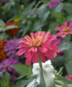 Nikon D3200 24.2 MP CMOS Digital SLR with 18-55mm f/3.5-5.6 Auto Focus-S DX VR NIKKOR Zoom Lens (Black) (OLD MODEL) Black w/ 18-55mm Base 74 61Oc22pjRvL