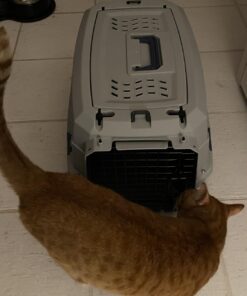 Amazon Basics - 2-Door Top-Load Hard-Sided Dogs, Cats Pet Travel Carrier, Gray & Blue, 22.8"L x 15.0"W x 13.0"H Two-Door Top-Load 61 61OgCdi4sL