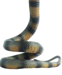 Safari Ltd. Cobra Figurine - Detailed 36" Flexible, Plastic Model Figure - Fun Educational Play Toy for Boys, Girls & Kids Ages 18 Months+ 28 61OivQD33jL