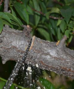 Sportsman Pocket Chainsaw 36 Inch Long Chain With Fire Starter Best Compact Folding Hand Saw Tool for Survival Gear, Camping, Hunting, Tree Cutting or Emergency Kit. Replaces Your Pruning & Pole Saw 42 61OlDxQv1L