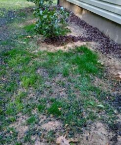 Jonathan Green (10970) Black Beauty Heavy Traffic Grass Seed - Cool Season Lawn Seed (3 lb) 3 lb 24 61OlpVh2eML