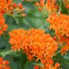 Butterfly Milkweed Flower Seeds (Asclepias Tuberosa), Pack of 100 Seeds by Seeds2Go