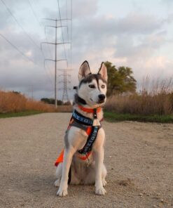 Rickard's DD683 Dog Bell, Nickel Plated 12 61OrwXmykxL