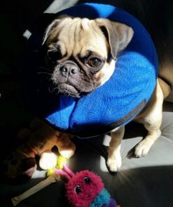 KONG - Cloud Collar - Plush, Inflatable E-Collar - For Injuries, Rashes and Post Surgery Recovery - For Medium Dogs/Cats Standard Packaging 27 61OxZ6sPZCL