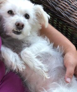 Nutramax Proviable Digestive Health Supplement Multi-Strain Probiotics and Prebiotics for Cats and Dogs - with 7 Strains of Bacteria, 80 Capsules 80 Count 42 61OxrmDhIFL