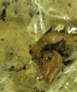 Brussel's Live Chinese Elm Outdoor Bonsai Tree - 5 Years Old; 6" to 8" Tall with Decorative Container Small CERAMIC POT 48 61P feKhHJL