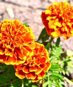 Mcoplus Extnp Auto Focus Macro Extension Tube Set for Nikon AF AF-S DX FX SLR Cameras 50 61P0VTpnM1L