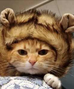 Pet Krewe Cat Lion Mane Halloween Costume – Fits Neck Size 8”-14 - Lion Costume for Small Cats and Kittens – Ideal for Halloween, Cat Birthday, Cat Cosplay, Cat Outfits, Pet Clothes One size fits all 37 61P23rXOGbL