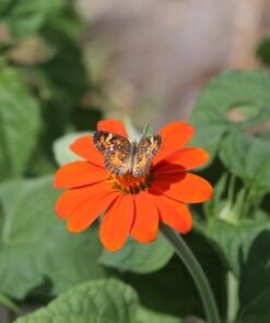 Outsidepride Tithonia Speciosa Red Mexican Sunflower Garden Cut Flowers - 1000 Seeds 45 61P6RzGuF0L