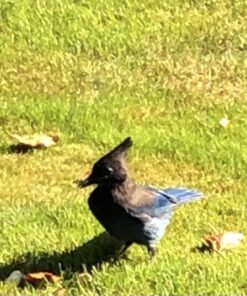 Wakefield Extra Large Virginia Peanuts for Animals, 25 LBS Peanut 25 Pound (Pack of 1) 36 61P8KTlK8QL