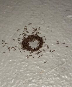 Terro T100-12 Liquid Ant Killer II, 1 oz, Pack of 1 28 61PANUVX58L