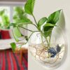 PRUGNA Wall-Hanging Fish Bowl Acrylic Wall-Mounted Plant Pot 1 Gallon Fish Tank 11.5-inches Decoration Planter 51 61PBhR4jAL