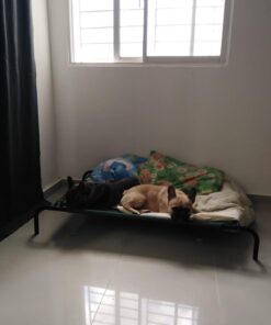 Coolaroo Gale Pacific The Original Cooling Elevated Dog Bed, Indoor and Outdoor, Large, Brunswick Green, 51.00" x 31.50" x 8.00" 51.0"L x 31.5"W x 8.0"Th 42 61PChbS55rL