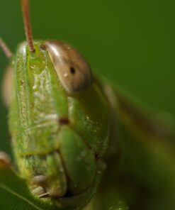 Oshiro 60mm f/2.8 2:1 LD UNC Manual Ultra-Macro Lens Compatible with Sony E-Mount a9, a7r, a7s, a7, a6600, a6500, a6400, a6300, a6000, a5100, a5000, a3500, a3000 Mirrorless Cameras (EOS-E) 84 61PPqo Cd2L