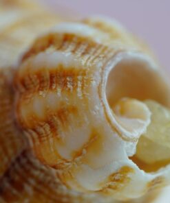 Oshiro 60mm f/2.8 2:1 LD UNC Manual Ultra-Macro Lens Compatible with Sony E-Mount a9, a7r, a7s, a7, a6600, a6500, a6400, a6300, a6000, a5100, a5000, a3500, a3000 Mirrorless Cameras (EOS-E) 57 61PUQt nvrL