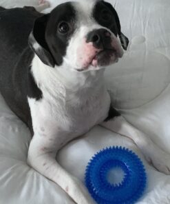 Veterinary Formula Clinical Care Hot Spot & Itch Relief Medicated Shampoo for Dogs and Cats 16oz – Helps Alleviate Sensitive Skin, Scratching, and Licking of Coat 37 61PVS ZIUFL