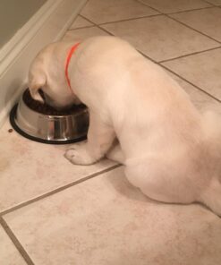 GPET Dog Bowl 32 Ounce Stainless Steel with Rubber Base (Set of 2) 19 61Pgan4FQL