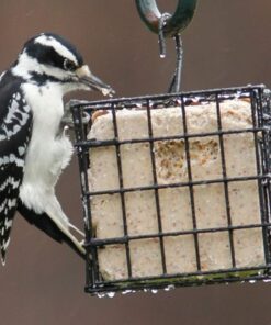 More Birds Suet Cage Bird Feeder, Fruit and Suet Feeder, Single Cake Capacity ,Black Black 26 61PkGuOjqML