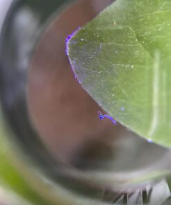 40X Full Metal Illuminated Jewelry Loop Magnifier, XYK Pocket Folding Magnifying Glass Jewelers Eye Loupe with LED(LED Currency Detecting/Jewelry Identifying) 1 39 61PqStuHfwL