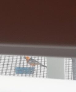 More Birds Dish SeedFeed, 1 Count (Pack of 1) 1 Count (Pack of 1) 46 61Q5l9x0ymL