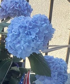 Scotts Super Bloom Water Soluble Plant Food, 2 lb - NPK 12-55-6 - Fertilizer for Outdoor Flowers, Fruiting Plants, Containers and Bed Areas - Feeds Plants Instantly 63 61QII5SKmeL