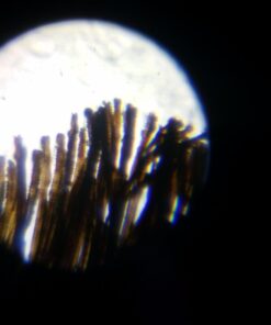 Educational Insights Nancy B's Science Club Microscope for Kids, Microscope Kit, Gift for Boys & Girls, Ages 8-12 31 61QL2Q2CxVL 1