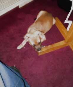 Muscle Bully Gains - Mass Weight Gainer for Dogs, Whey Protein, Flax Seed (for Bull Breeds, Pit Bulls, Bullies) Increase Healthy Natural Weight, Made in The USA (90 Servings) 90 Servings 33 61QO2Ze5tNL