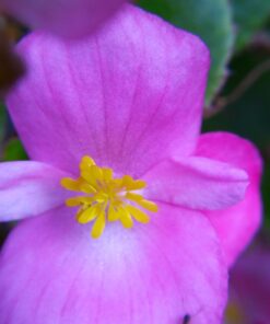 4K Video Camera Camcorder, 30MP UHD Wifi IR Night Vision Video Recorder with IR Flashlight, Vlogging Camera for YouTube Filming, 30X Digital Zoom Touch Screen Video Camera with Remote, Wide Angle 58 61QTRKGkQHL