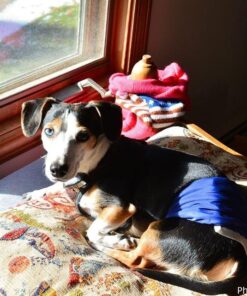 PET MAGASIN Male Dog Belly Manner Band Wraps Nappies, 3-Pack, Blue Green and Purple, Small Solid Small (13"-15" Waist) 35 61QVVYVLAL